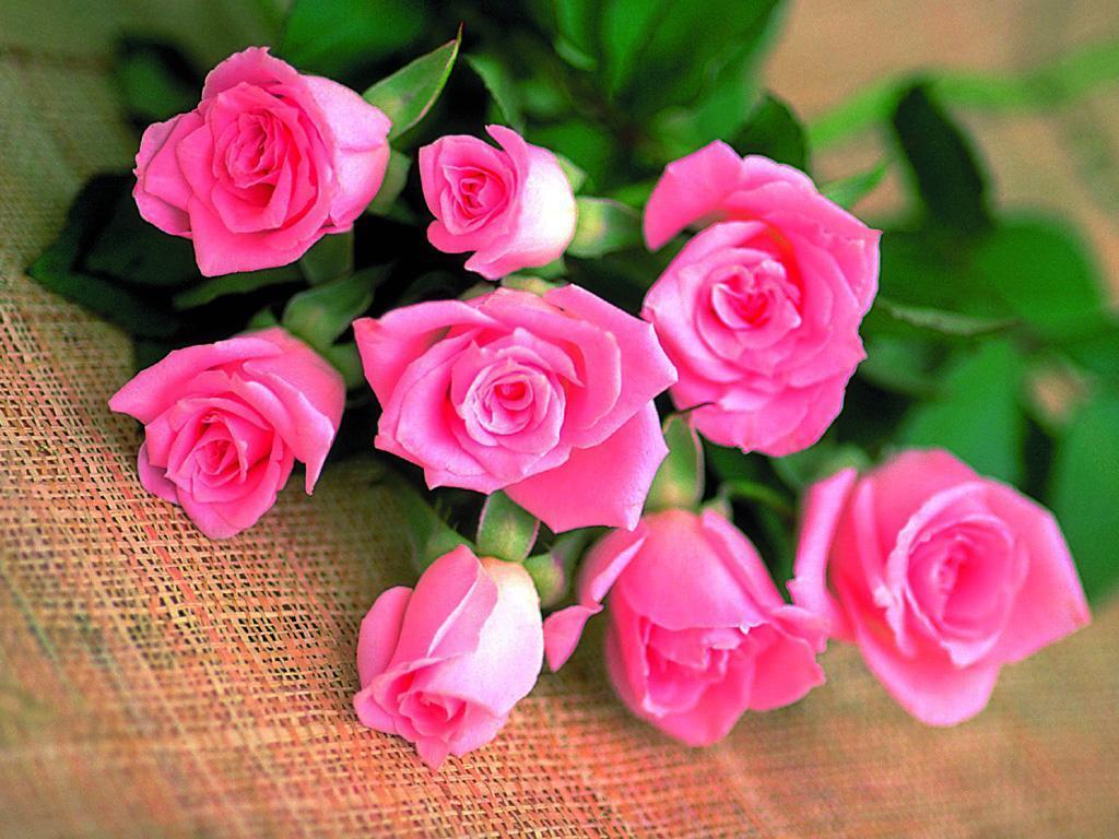 Pink Rose I Love You